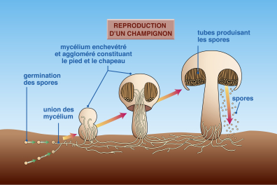 Le développement d'un champignon
